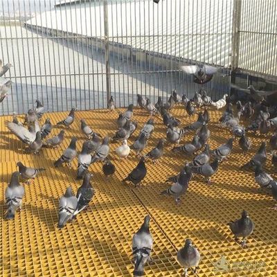 Réglage de la surface ouverte 40% 80% FRP pour le bétail pour la solution de revêtement de sol de volaille/oiseau/pigeon