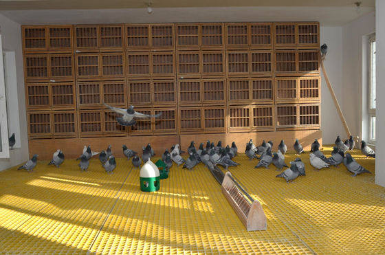 Réglage de la surface ouverte 40% 80% FRP pour le bétail pour la solution de revêtement de sol de volaille/oiseau/pigeon