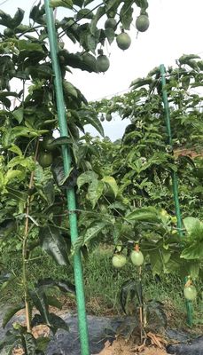 Poile de support d'arbre en FRP à extrémité tranchante anti-âge pour une tige de plante lisse selon les exigences