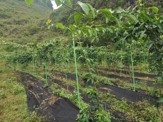 Poile de support d'arbre en FRP à extrémité tranchante anti-âge pour une tige de plante lisse selon les exigences
