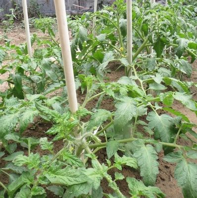 1m à 11,6m Longueur Poteaux en fibre de verre haute résistance pour les tomates et les haricots