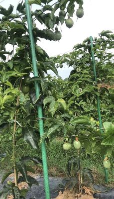 1m à 11,6m Longueur Poteaux de support en FRP pour les vignes pour la technique de pultrusion des tiges de vigne